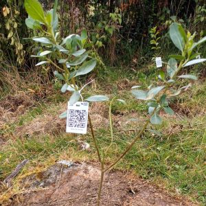 Árbol nativo B_AA - Logro