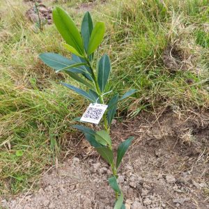 Árbol nativo B_AA - Condolencia