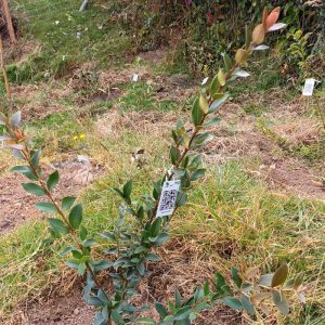 Árbol nativo B_AA - Aniversario