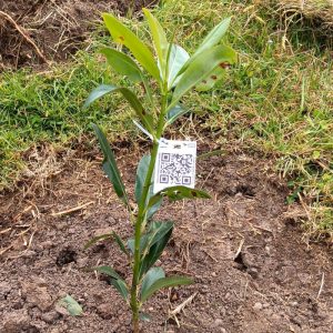 Árbol nativo B_AA - Nacimiento